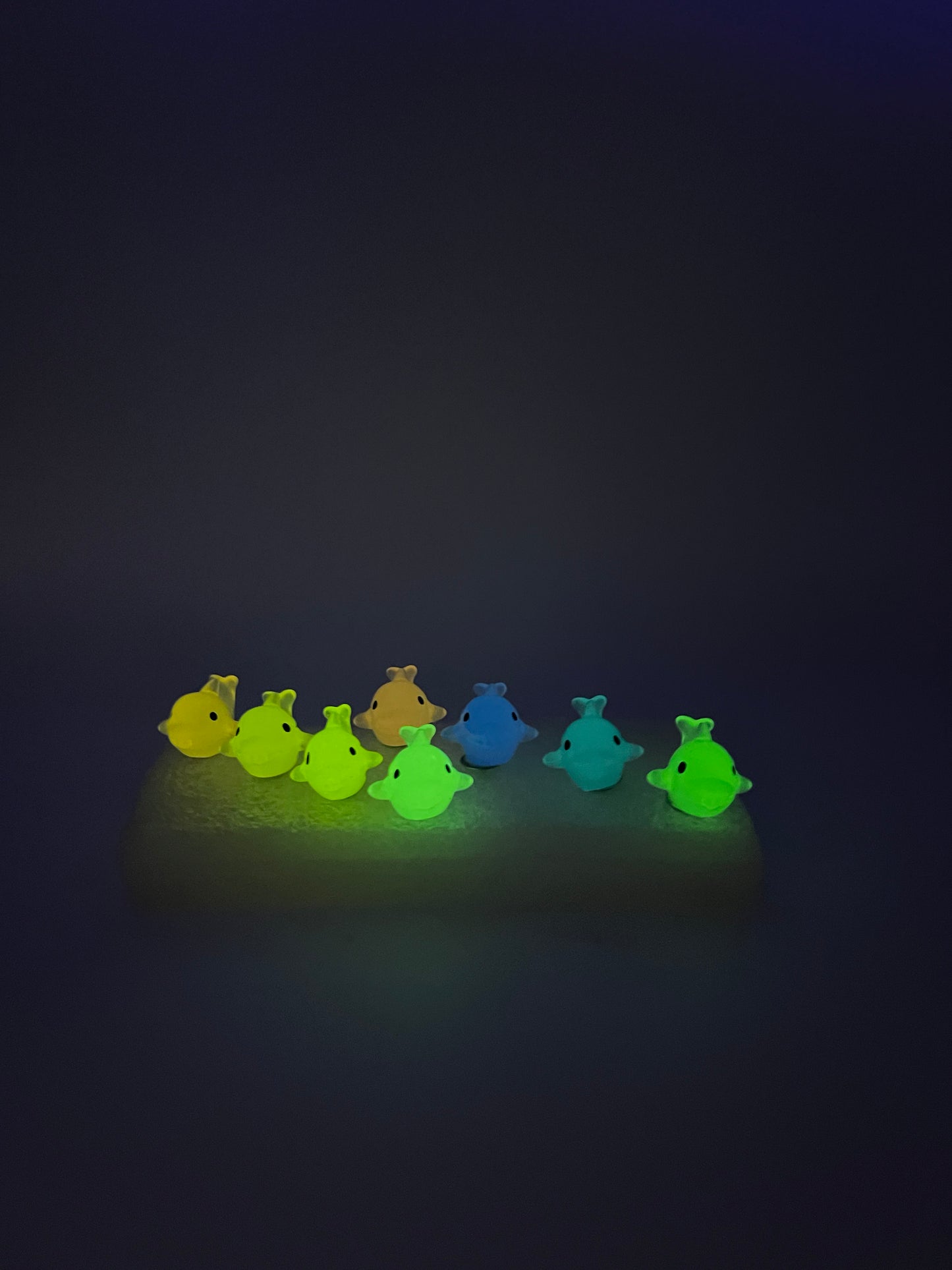 GLOW Dolphins