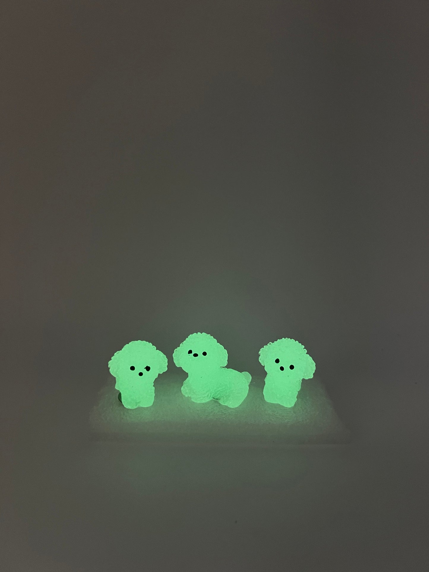 GLOW Bichon Frisé