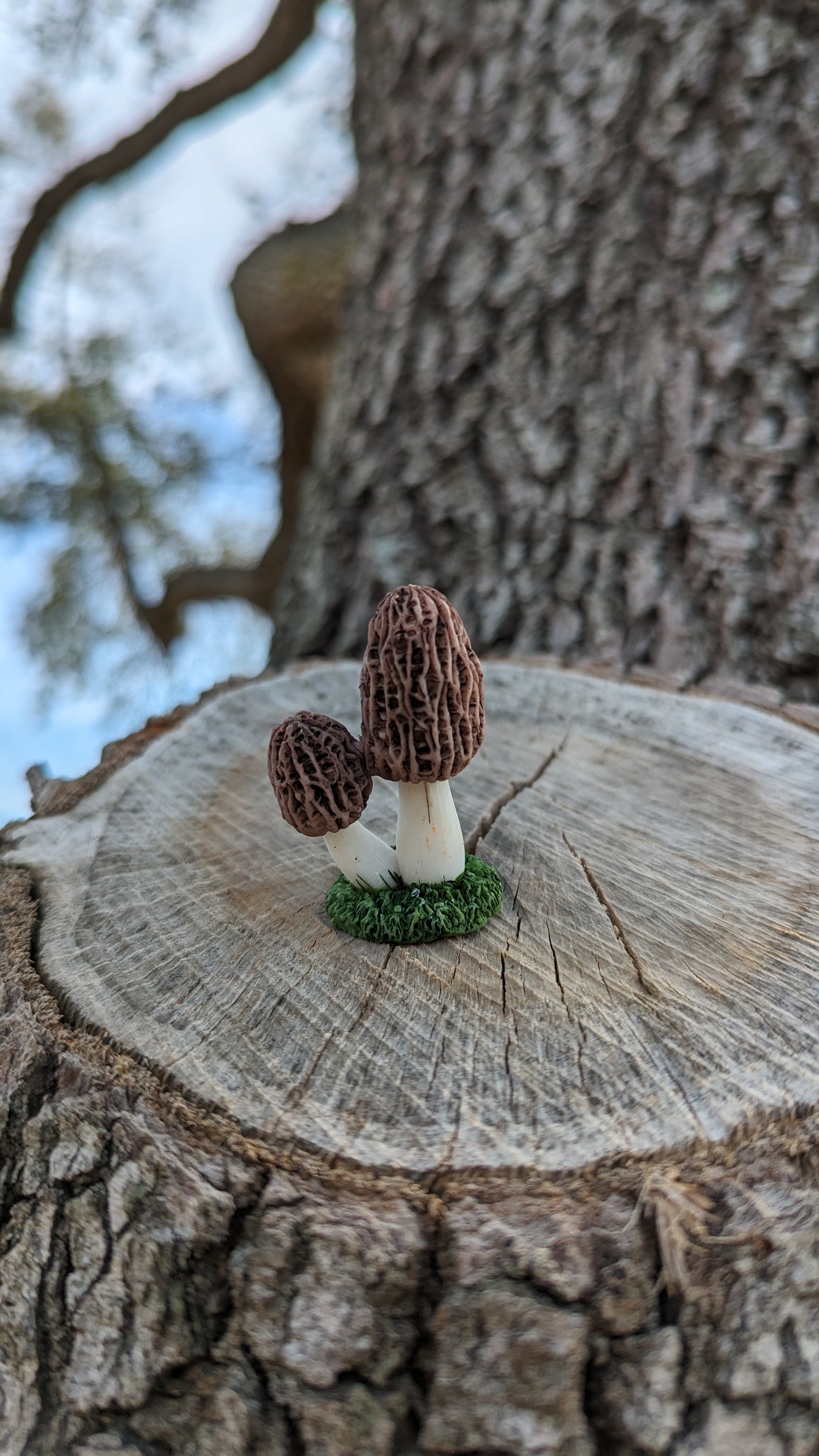 Hidden morels