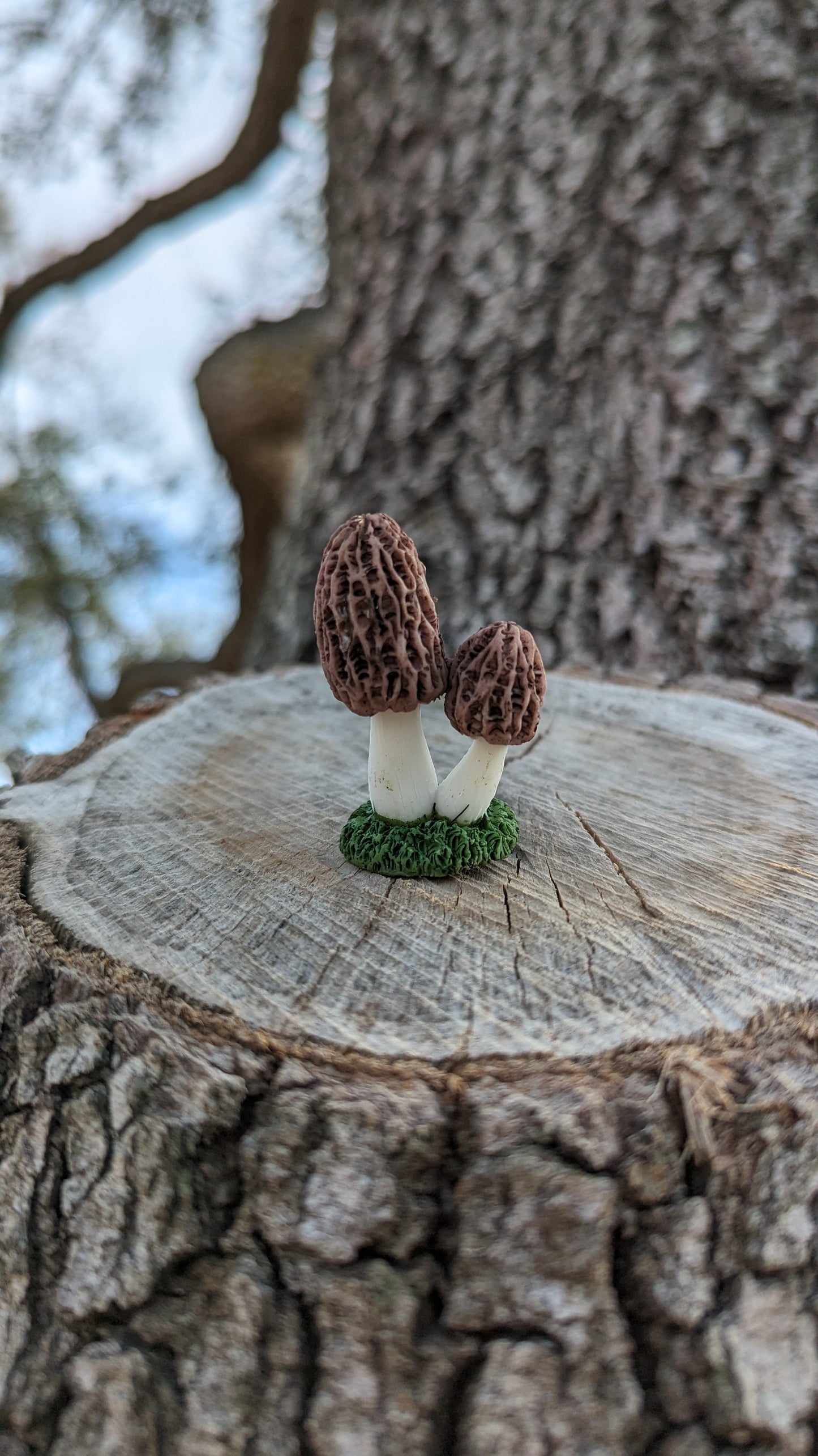 Hidden morels